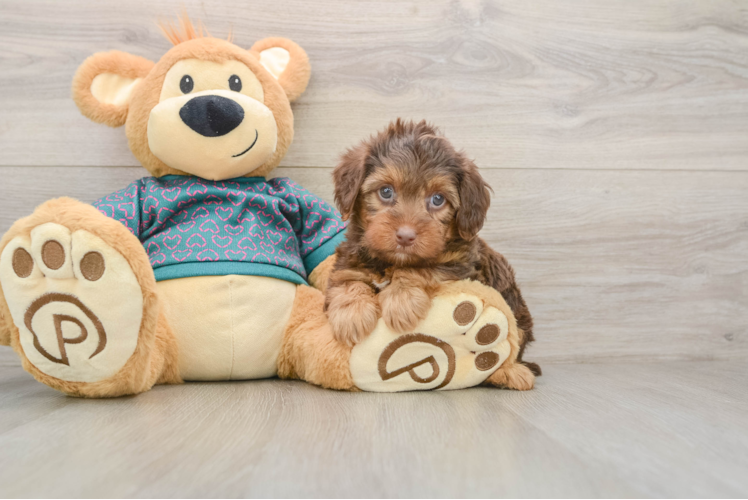 Popular Yorkie Poo Poodle Mix Pup