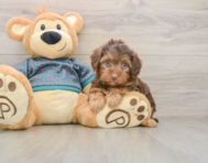 7 week old Yorkie Poo Puppy For Sale - Windy City Pups