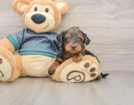 8 week old Yorkie Poo Puppy For Sale - Windy City Pups