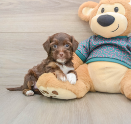 7 week old Yorkie Poo Puppy For Sale - Windy City Pups