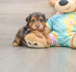 7 week old Yorkie Poo Puppy For Sale - Windy City Pups
