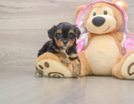 7 week old Yorkie Poo Puppy For Sale - Windy City Pups