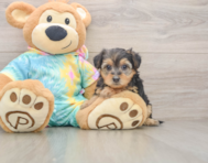 8 week old Yorkie Poo Puppy For Sale - Windy City Pups
