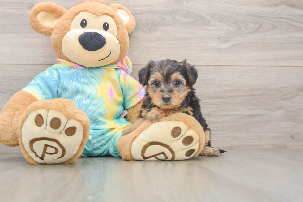 Little Yorkie Poodle Mix Poodle Mix Puppy