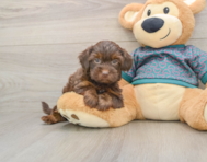 7 week old Yorkie Poo Puppy For Sale - Windy City Pups