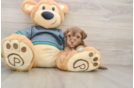 Funny Yorkie Poo Poodle Mix Pup