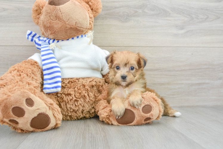 Playful Yo Yo Poo Poodle Mix Puppy