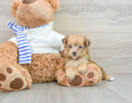 8 week old Yorkie Poo Puppy For Sale - Windy City Pups