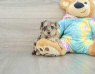 8 week old Yorkie Poo Puppy For Sale - Windy City Pups