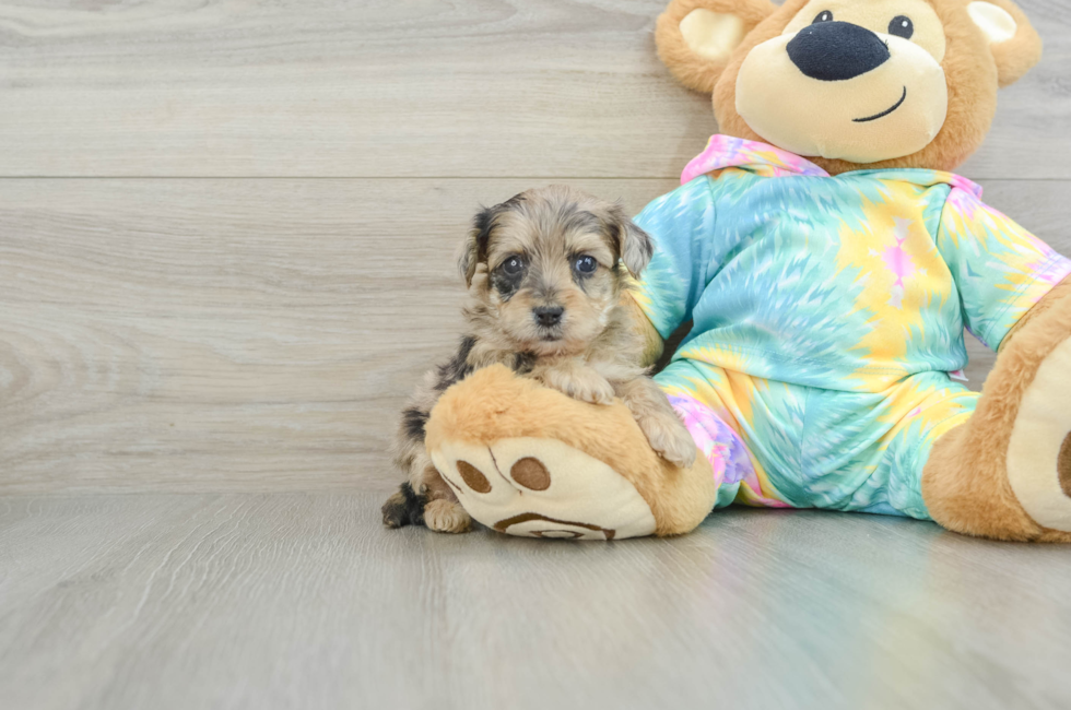 6 week old Yorkie Poo Puppy For Sale - Windy City Pups