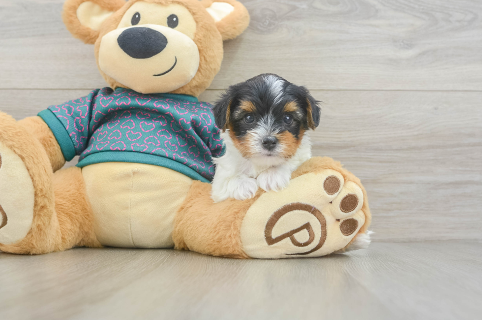 6 week old Yorkie Poo Puppy For Sale - Windy City Pups