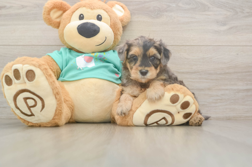 5 week old Yorkie Poo Puppy For Sale - Windy City Pups