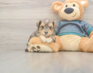 7 week old Yorkie Poo Puppy For Sale - Windy City Pups