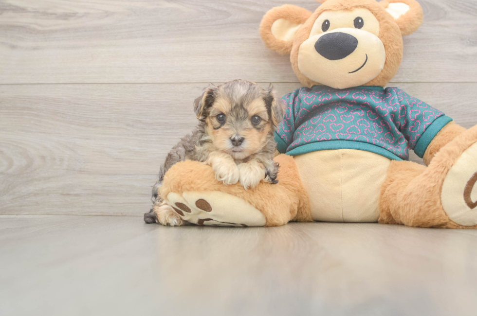 5 week old Yorkie Poo Puppy For Sale - Windy City Pups