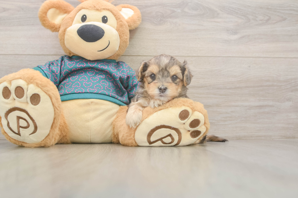 Yorkie Poo Puppy for Adoption