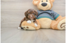 Sweet Yorkie Poo Baby