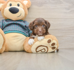 7 week old Yorkie Poo Puppy For Sale - Windy City Pups
