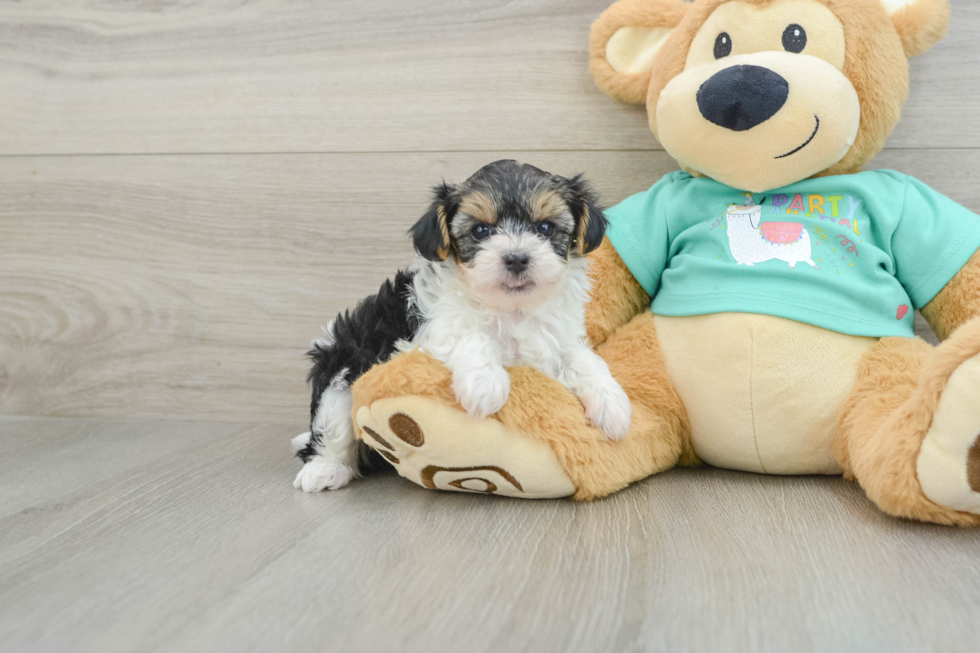 Adorable Yorkiedoodle Poodle Mix Puppy