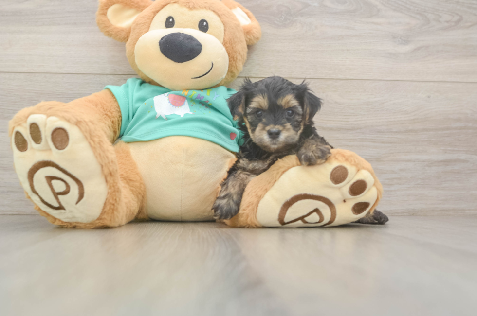 5 week old Yorkie Poo Puppy For Sale - Windy City Pups