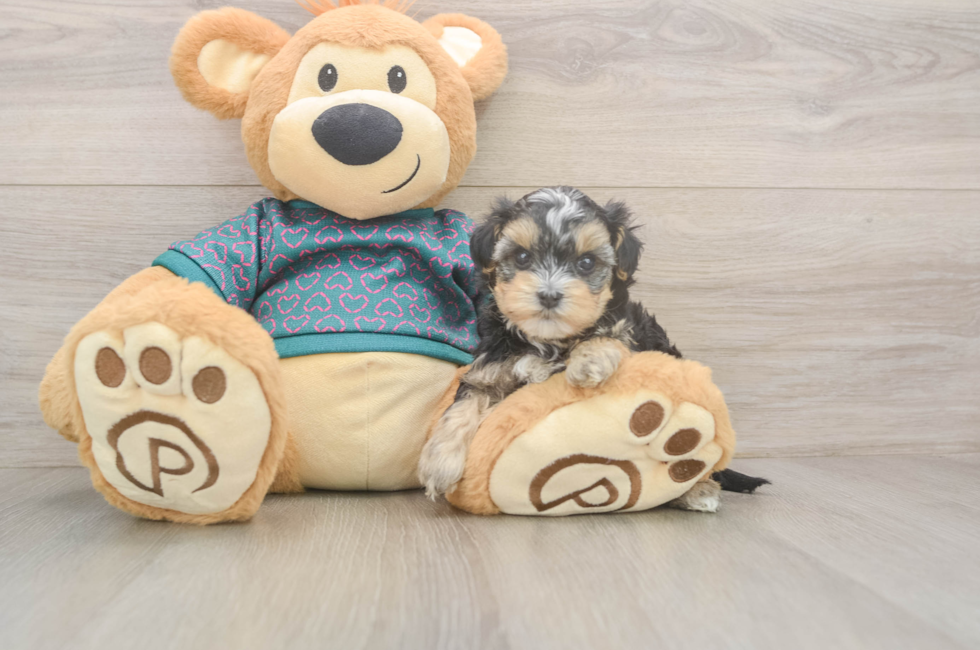 5 week old Yorkie Poo Puppy For Sale - Windy City Pups