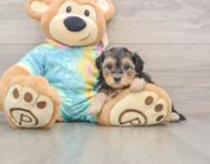 8 week old Yorkie Poo Puppy For Sale - Windy City Pups
