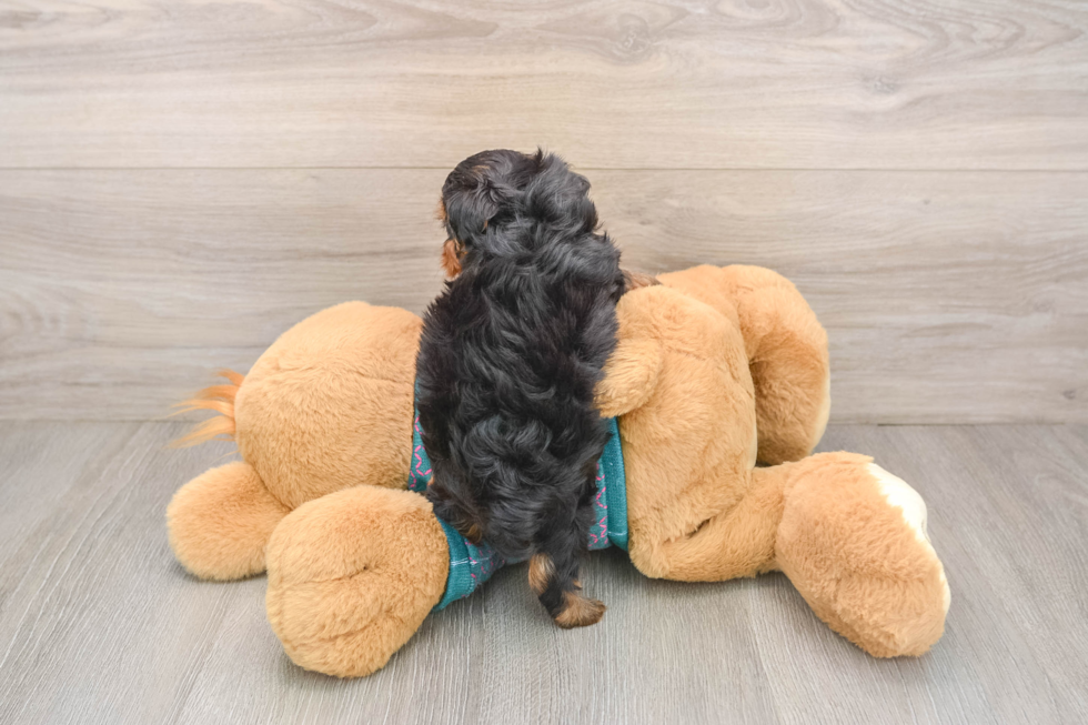 Hypoallergenic Yorkie Doodle Poodle Mix Puppy