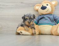 8 week old Yorkie Poo Puppy For Sale - Windy City Pups