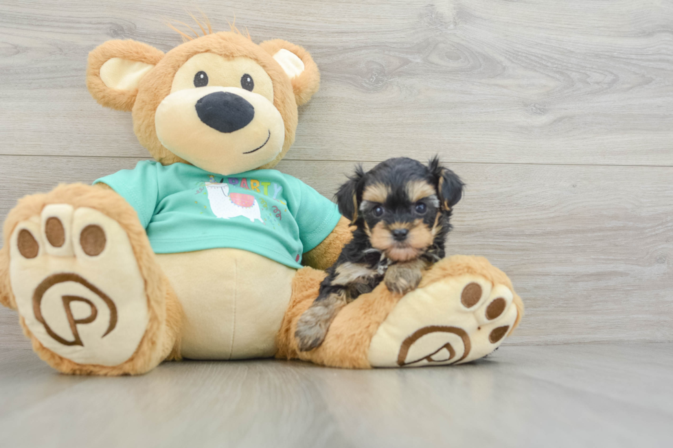 Yorkie Poo Pup Being Cute