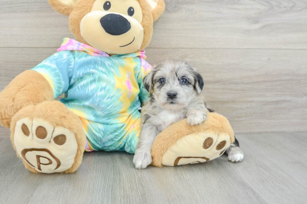 Petite Yorkie Poo Poodle Mix Pup