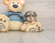 7 week old Yorkie Poo Puppy For Sale - Windy City Pups