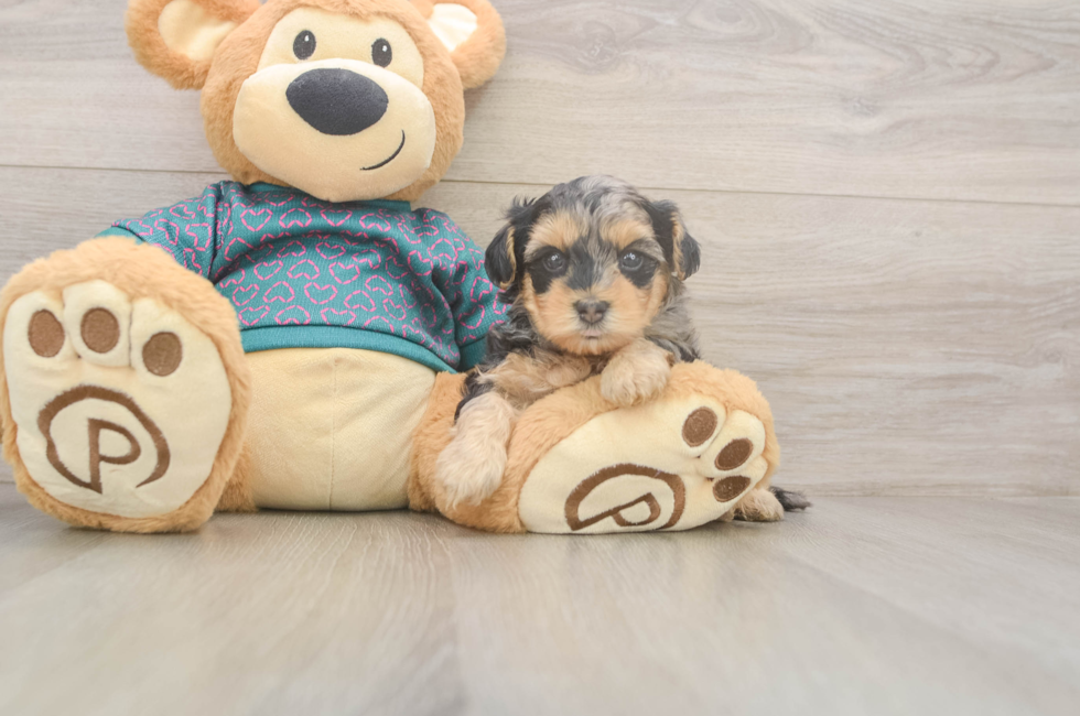 5 week old Yorkie Poo Puppy For Sale - Windy City Pups