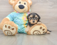 8 week old Yorkie Poo Puppy For Sale - Windy City Pups