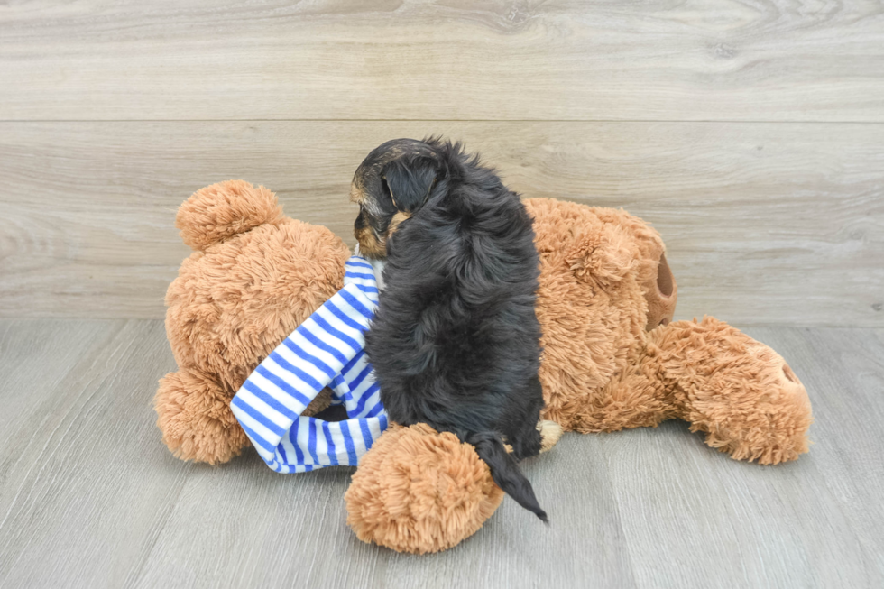 Small Yorkie Poo Baby