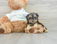 6 week old Yorkie Poo Puppy For Sale - Windy City Pups