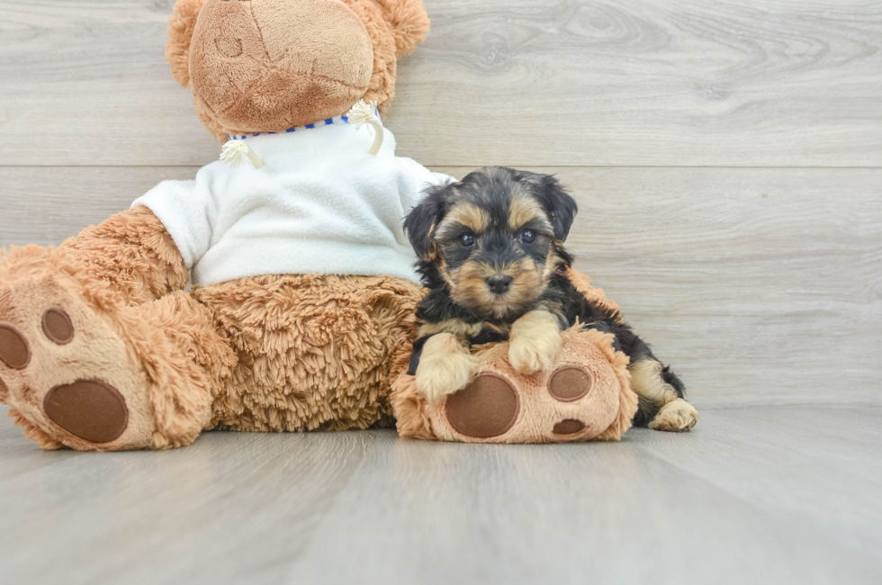 7 week old Yorkie Poo Puppy For Sale - Windy City Pups