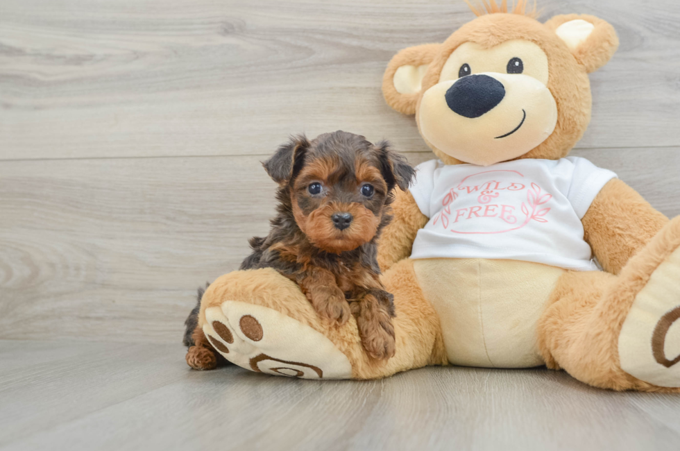 5 week old Yorkie Poo Puppy For Sale - Windy City Pups