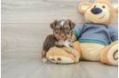 Best Yorkie Poo Baby
