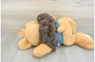 Playful Yo Yo Poo Poodle Mix Puppy