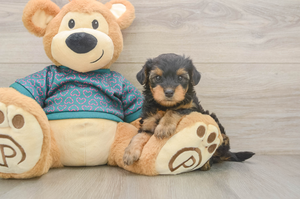 5 week old Yorkie Poo Puppy For Sale - Windy City Pups