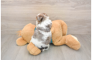 Little Yorkie Poodle Mix Poodle Mix Puppy