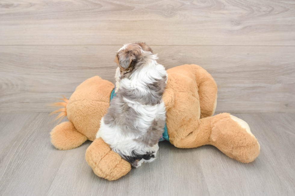 Little Yorkie Poodle Mix Poodle Mix Puppy