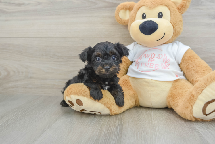 Yorkie Poo Puppy for Adoption
