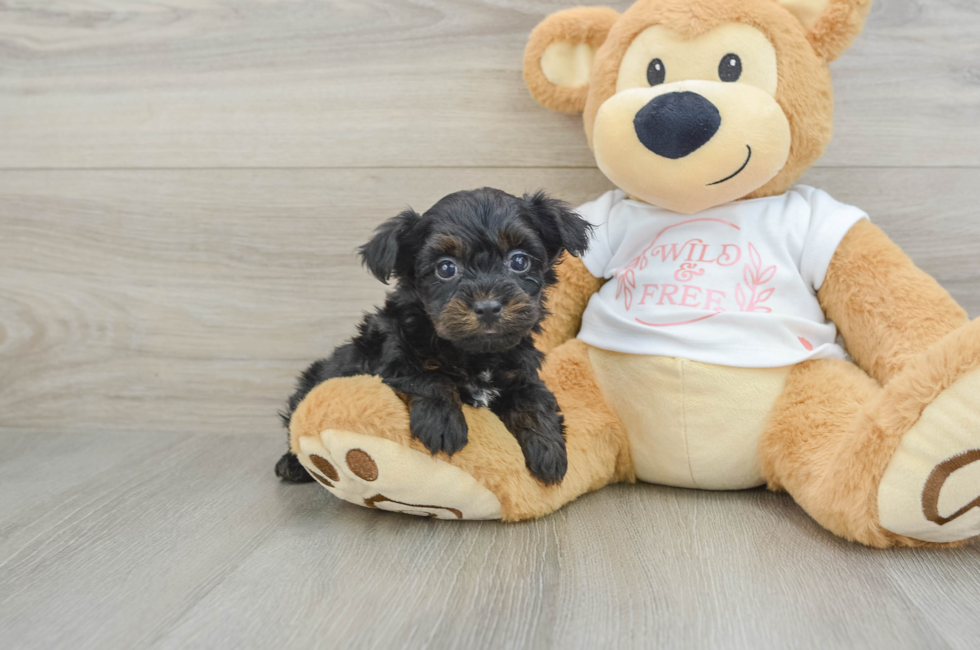 5 week old Yorkie Poo Puppy For Sale - Windy City Pups