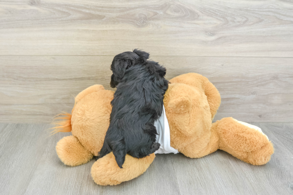 Yorkie Poo Puppy for Adoption