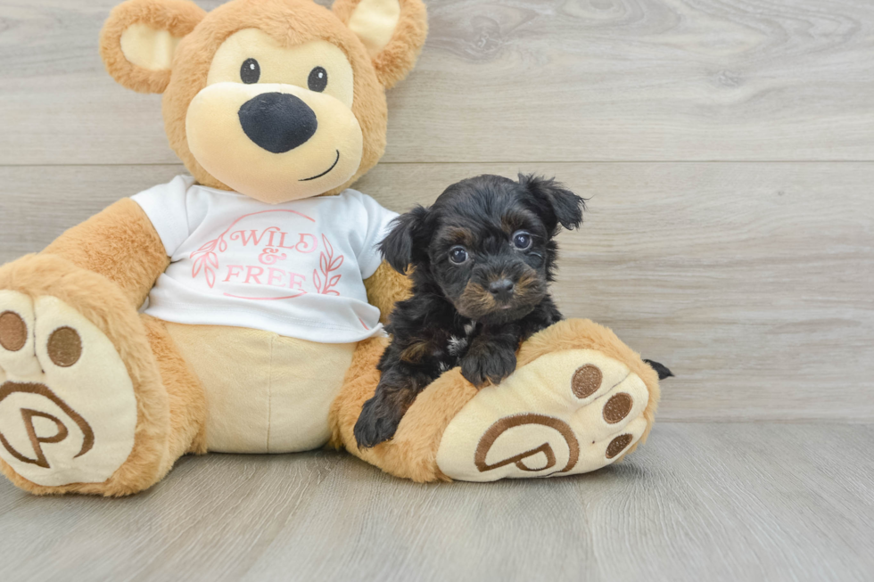 Little Yorkie Poodle Mix Poodle Mix Puppy