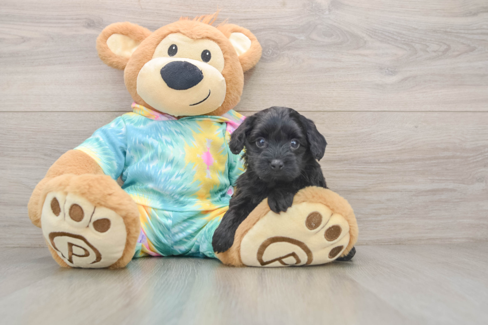 Adorable Yorkiedoodle Poodle Mix Puppy