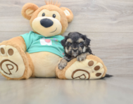 7 week old Yorkie Poo Puppy For Sale - Windy City Pups