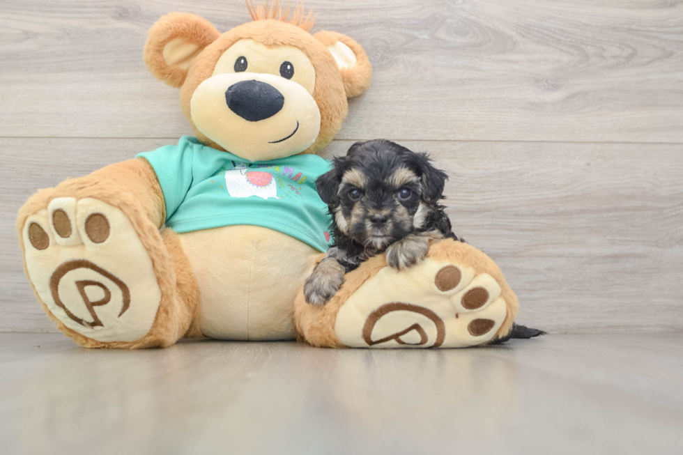 Best Yorkie Poo Baby