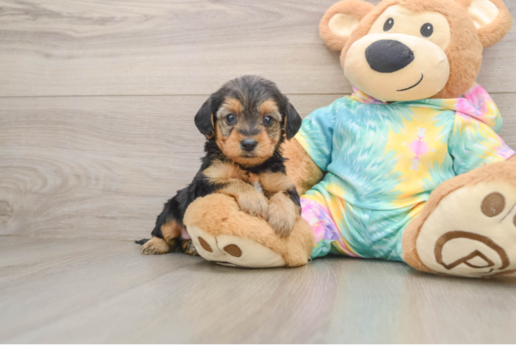 Small Yorkie Poo Baby