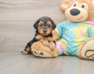 8 week old Yorkie Poo Puppy For Sale - Windy City Pups